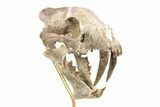 False Saber-Toothed Cat (Hoplophoneus) Skull - South Dakota #279071-6
